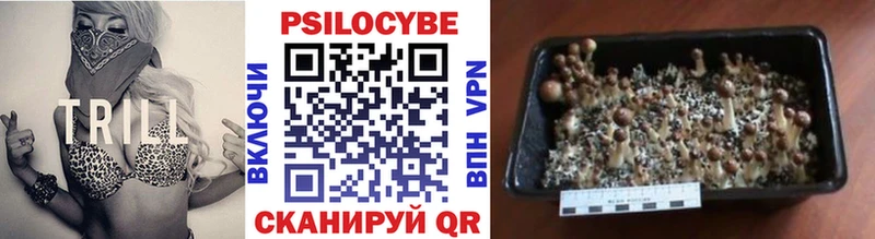 Галлюциногенные грибы Psilocybe  наркота  Бодайбо 